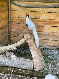 Fagiani argentati (coppia)