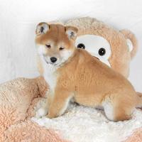 Cucciolo di Shiba Inu