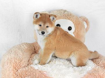 Cucciolo di Shiba Inu