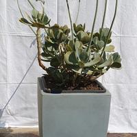 Cotyledon Orbiculata pianta succulenta + vaso Veca