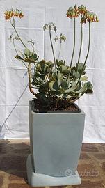 Cotyledon Orbiculata pianta succulenta + vaso Veca