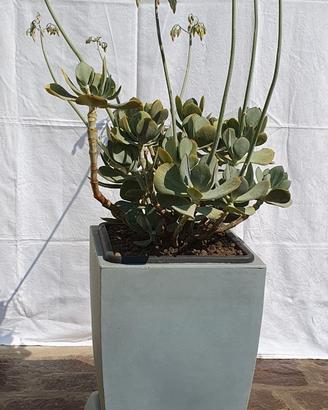Cotyledon Orbiculata pianta succulenta + vaso Veca