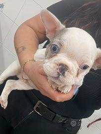Bulldog francese occhi blu