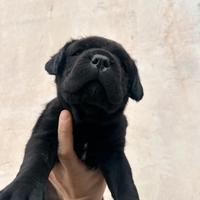 Cuccioli di cane corso
