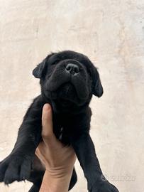 Cuccioli di cane corso