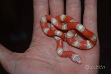 Serpenti falso corallo