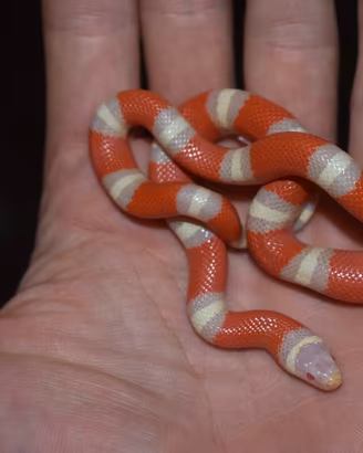 Serpenti falso corallo