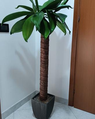 Pianta Finta da interni 