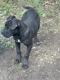 Cucciola cane corso