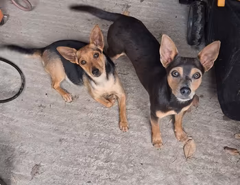 Cuccioli in adozione