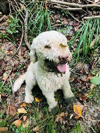 Lagotto romagnolo