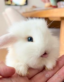 Coniglio nano a Novara