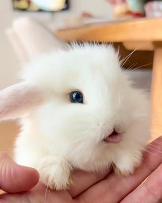 Coniglio nano a Novara