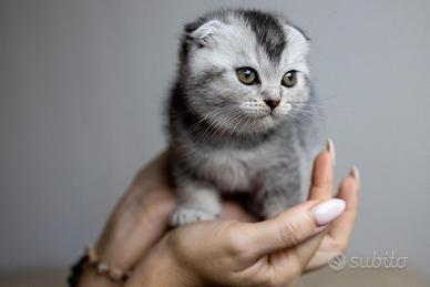 Gattini Scottish fold/striker