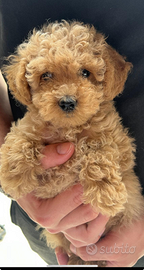 Barboncini albicocca, red e grigio