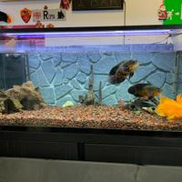 Acquario 600l