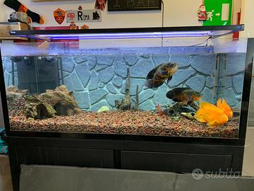 Acquario 600l