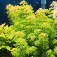 Limnophila heterophylla Sessiliflora 