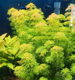 Limnophila heterophylla Sessiliflora 