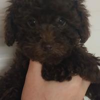 Cuccioli di barboncino pronti