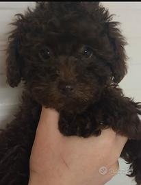 Cuccioli di barboncino pronti