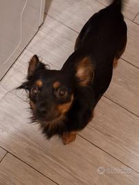 Regalasi cane maschio - taglia piccola - 1 anno e