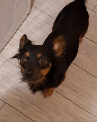 Regalasi cane maschio - taglia piccola - 1 anno e