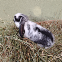 Coniglietti conigli nani Ariete per minilop