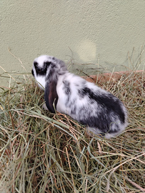 Coniglietti conigli nani Ariete per minilop