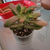 pianta Crassula ovata