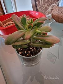 pianta Crassula ovata