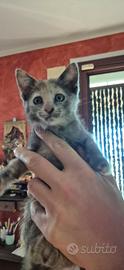 Gattina