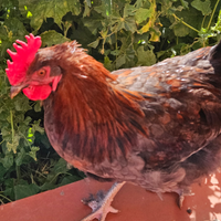 Gallo marans