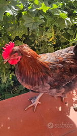 Gallo marans