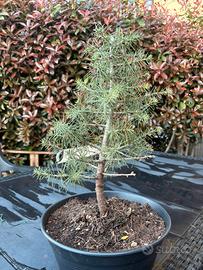 Bonsai cedro del libano