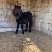 Mini pony