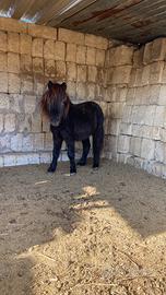 Mini pony