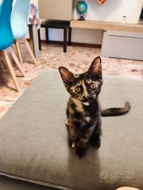 Cucciola di 2 mesi da adottare