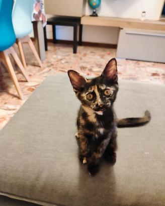Cucciola di 2 mesi da adottare