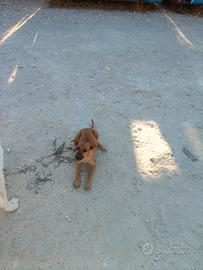 Cagnolina Bastardina