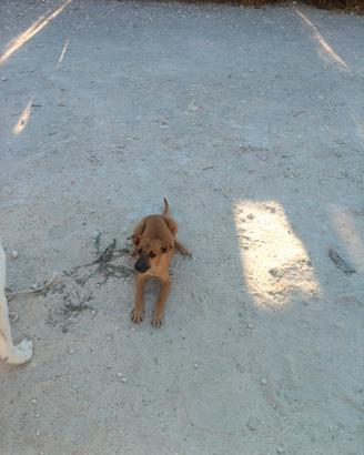 Cagnolina Bastardina