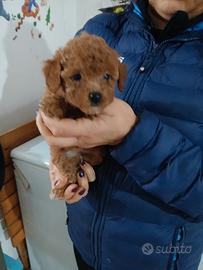 Cuccioli di barboncino