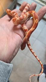 Pantherophis guttatus (serpenti del grano)