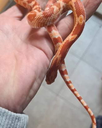 Pantherophis guttatus (serpenti del grano)