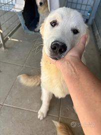 Zeus - incrocio golden retriever/pastore abruzzese