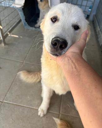 Zeus - incrocio golden retriever/pastore abruzzese