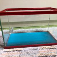Acquario pesci