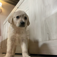 Cuccioli di labrador