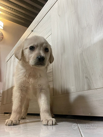 Cuccioli di labrador