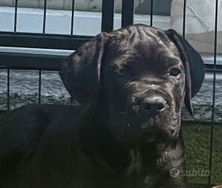 Cane corso cuccioli con pedigree enci